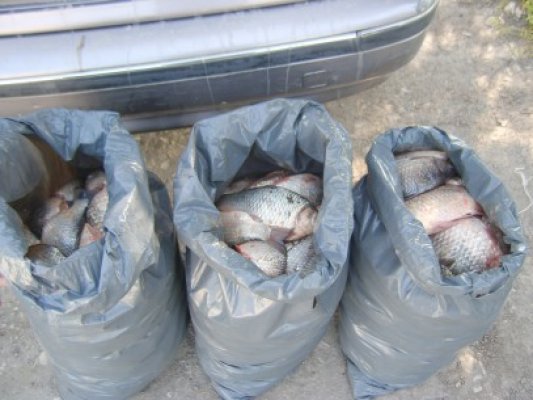 Sute de kilograme de peşte, confiscate de la braconieri
